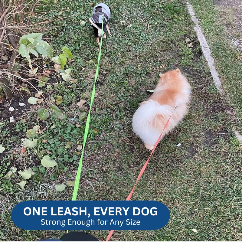 Havenholt 10ft Dual Retractable Dog Lead with Torch