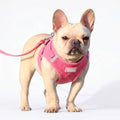Havenholt Reflective Corduroy Dog Harness and Lead Set