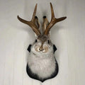 Jackalope Wall Decor