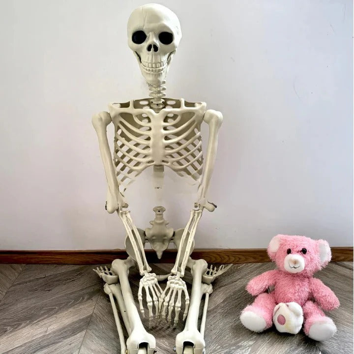 Havenholt Life-Size Anatomical Skeleton Decoration