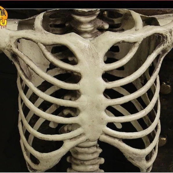 Havenholt Life-Size Anatomical Skeleton Decoration