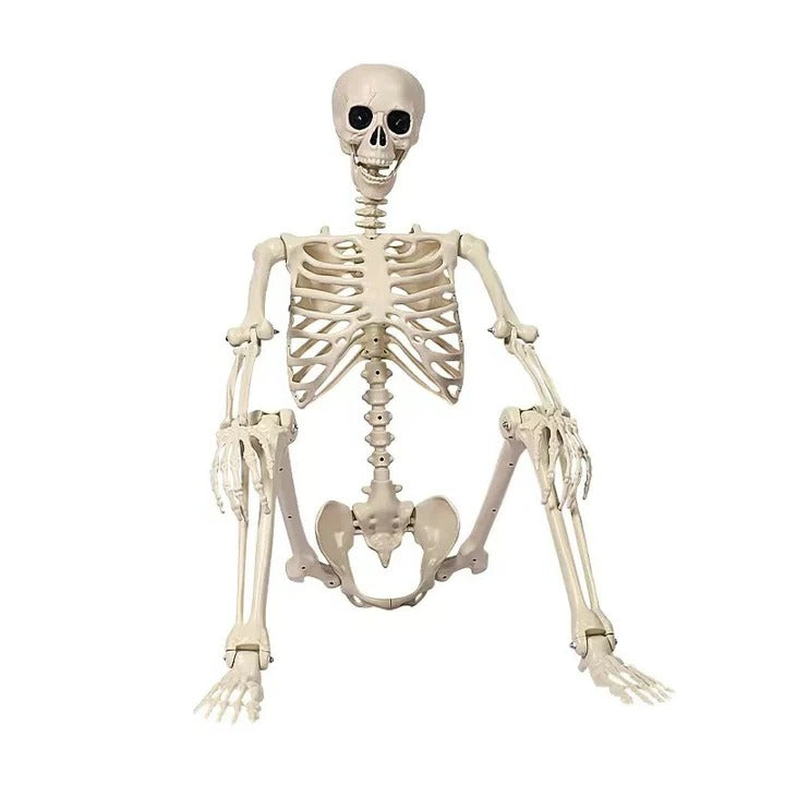 Havenholt Life-Size Anatomical Skeleton Decoration