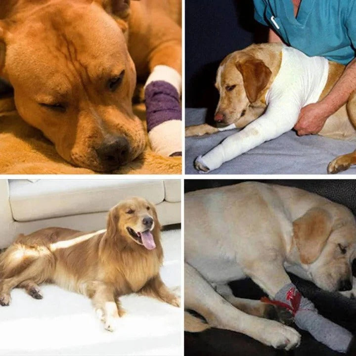 Dog Brace for Leg Support and Joint Stabilization