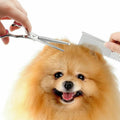 Havenholt Pet Grooming Scissor Set in Stainless Steel