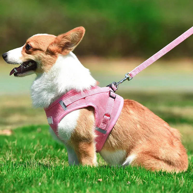 Havenholt Reflective Corduroy Dog Harness and Lead Set
