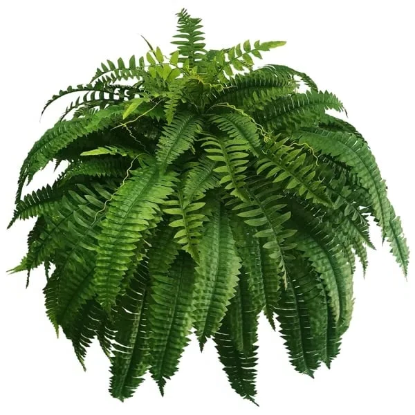 Havenholt Artificial Boston Ferns, Pack of 18